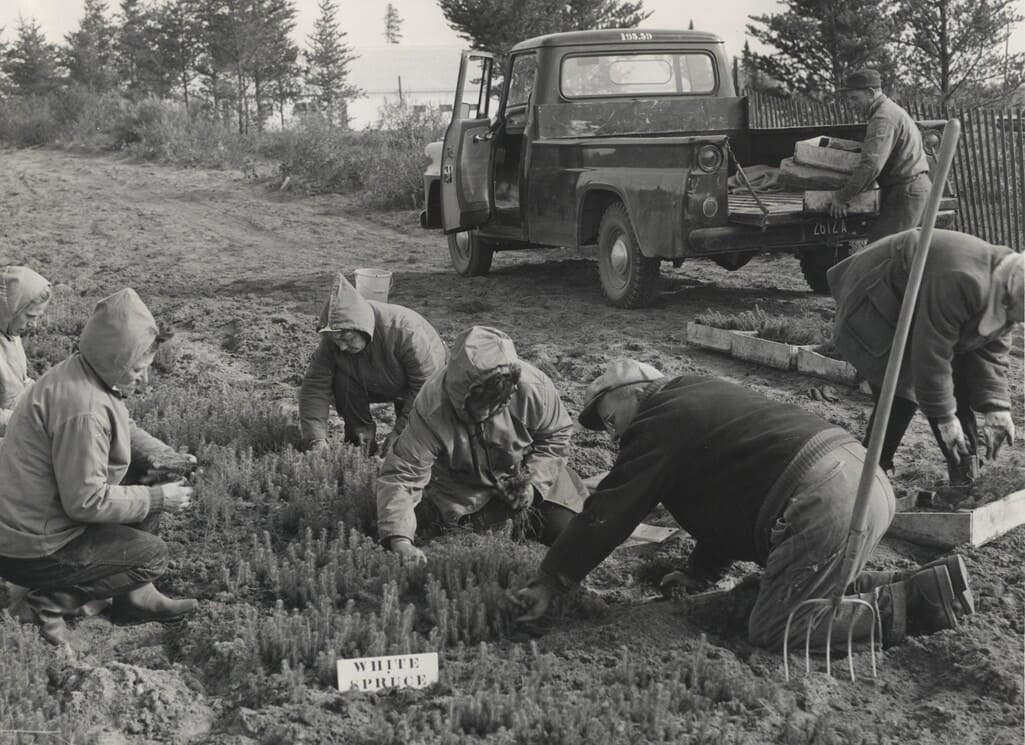 Tree Nursery 1961