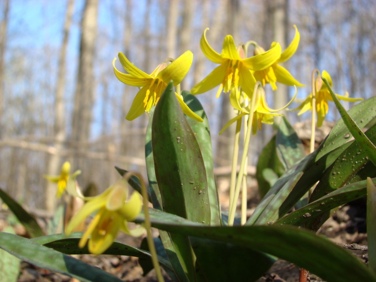 trout lily