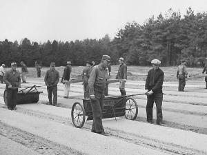 Tree Nursery 1961