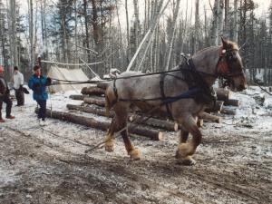 Horse_Logging