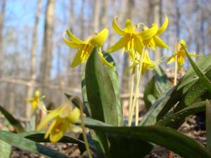 trout lily