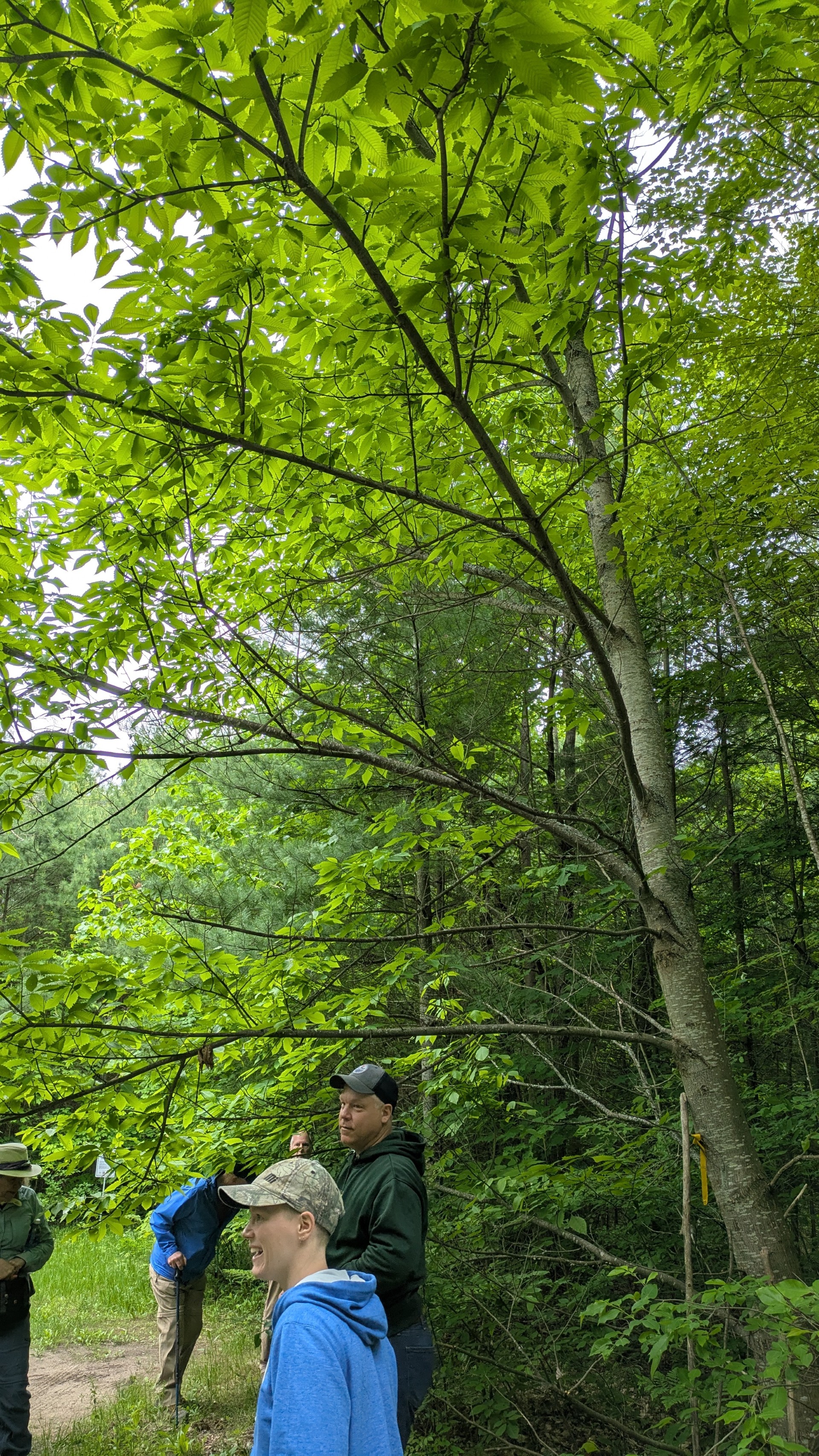 FHO Tour Dufferin Cty Native ChestnutJune 13 2025