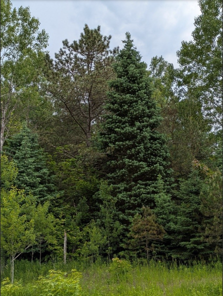 pic1